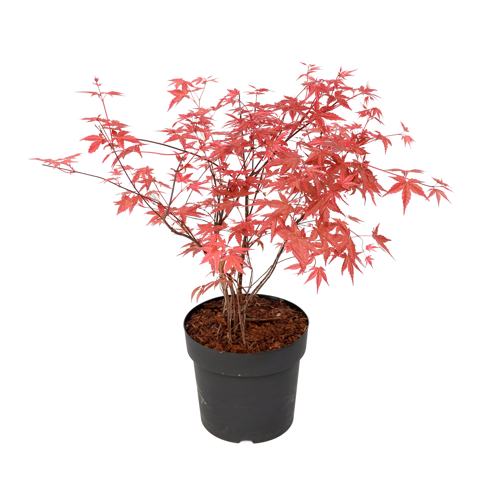 Japanese Maple - Acer Palmatum 'Beni Maiko' - Height 60-70cm - ⌀19cm | Set-of-1 | Red