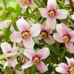 Philadelphus Petite Perfume Pink 9cm Pot | Set of 1