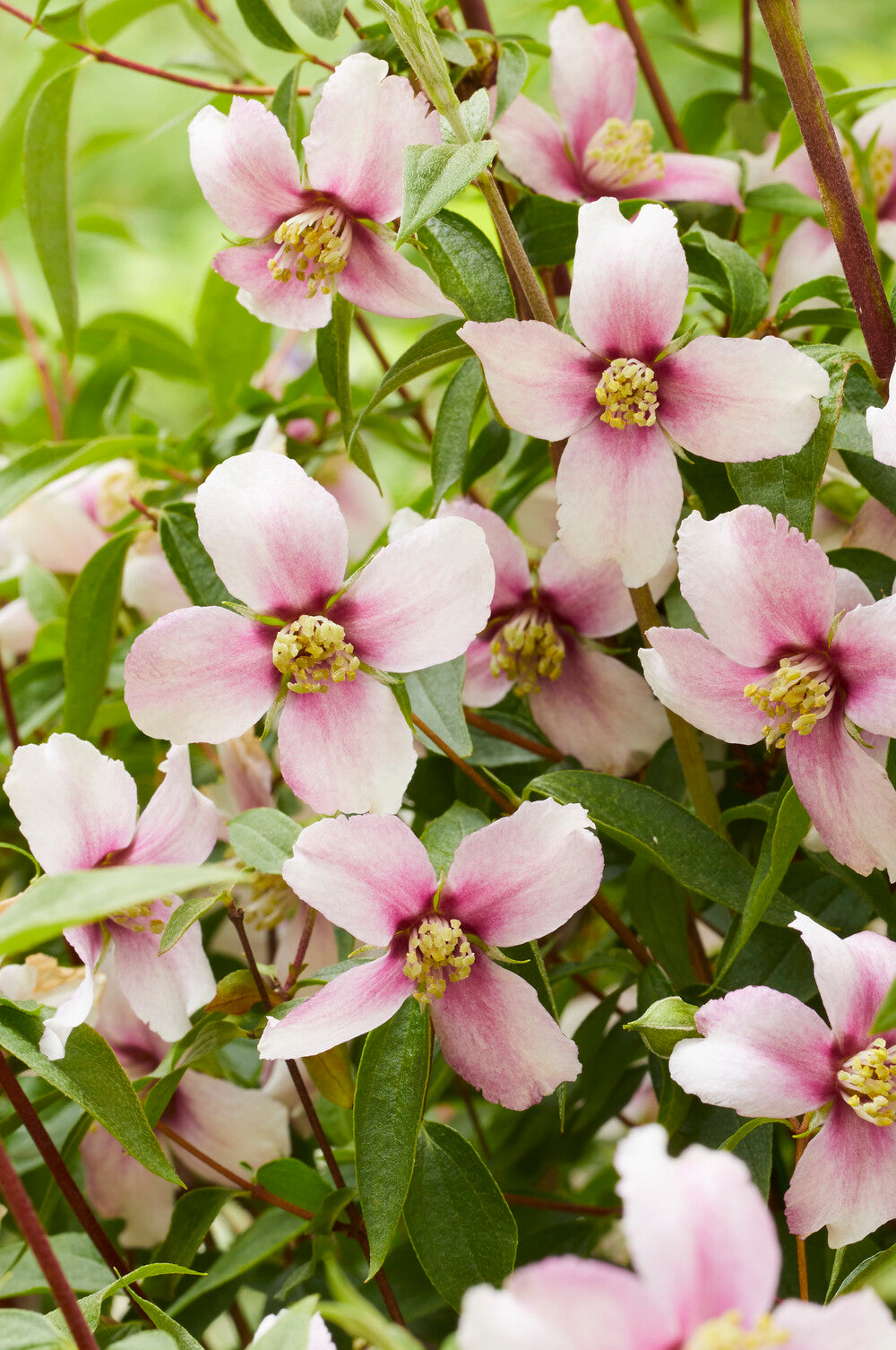 Philadelphus Petite Perfume Pink 9cm Pot | Set of 1