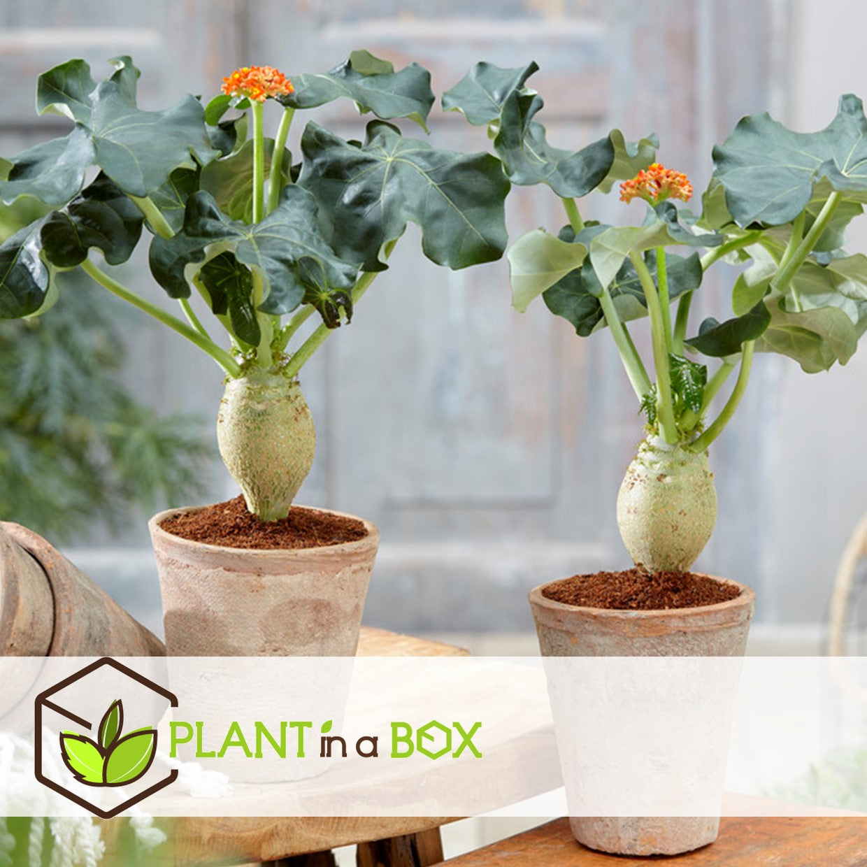 Buddha Belly - 2 Pcs. - Jatropha Podagrica - Height 25-45cm - ⌀13cm | Set-of-2 | Orange