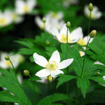Christmas Rose - Helleborus Niger 'mont Blanc' - Height 20-30cm - ⌀12cm | Set of 6 | White