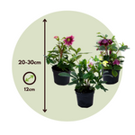 Lenten Rose - Helleborus Orientalis - Height 20-30cm - ⌀12cm | Set of 6 | Purple