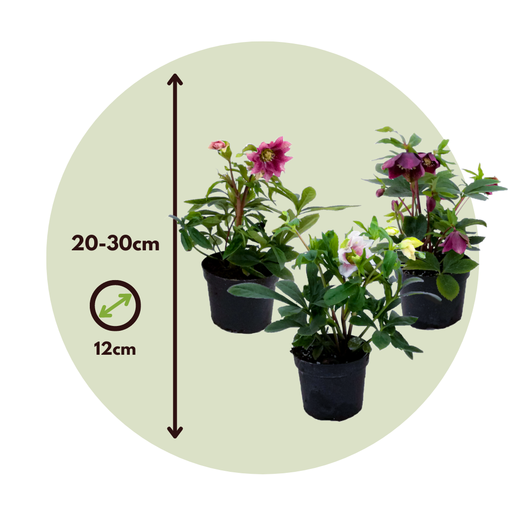 Lenten Rose - Helleborus Orientalis - Height 20-30cm - ⌀12cm | Set of 6 | Purple
