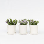 Evergreen Shrub - 3 Pcs. - Hebe All Blooms 'siara' - Height 30-35cm - ⌀13cm | Set of 3 | Blue