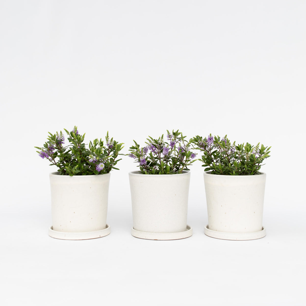 Evergreen Shrub - 3 Pcs. - Hebe All Blooms 'siara' - Height 30-35cm - ⌀13cm | Set of 3 | Blue