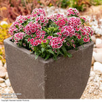 Dianthus 'dart Red White Picotee' Bicolour Garden Ready Perennial Plants | 24 x Garden Ready Plants