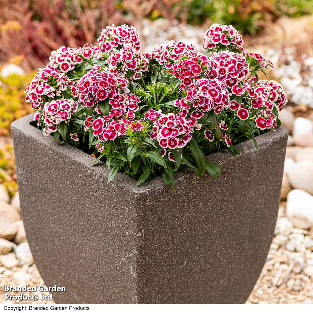 Dianthus 'dart Red White Picotee' Bicolour Garden Ready Perennial Plants | 12 x Garden Ready Plants