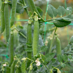 Pea Hurst Green Shaft | 300 Seeds