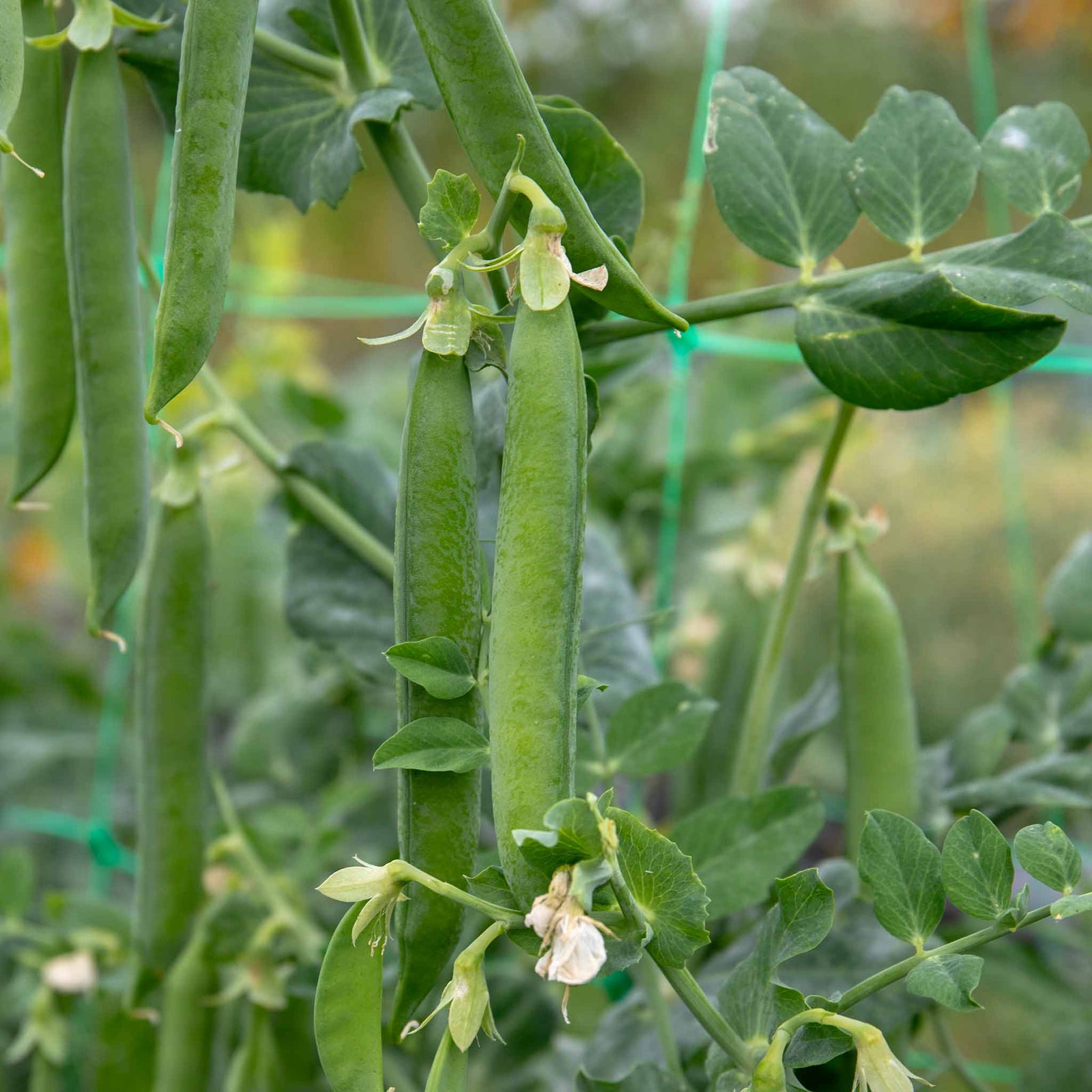 Pea Hurst Green Shaft | 300 Seeds