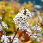 Callicarpa Bodinieri 'snowqueen' Shrub | 1 x 3L | White