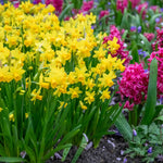 Dwarf Daffodil Tete A Tete | 20 x Bulbs | Yellow