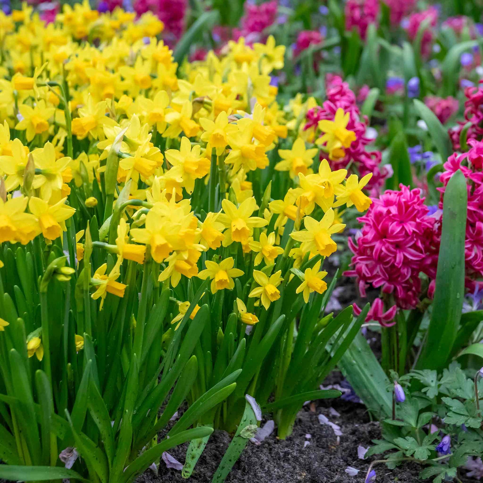Dwarf Daffodil Tete A Tete | 20 x Bulbs | Yellow