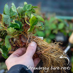 Everbearing Strawberry Plant 'favouri' | Set of 10 | Red