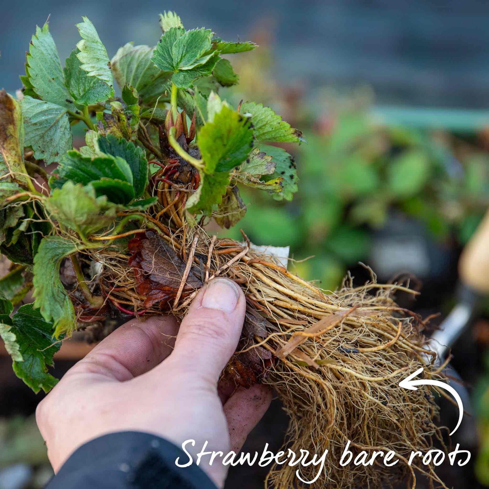 Strawberry 3-variety Long Cropping Collection Bare Root | Set of 30 | Red