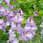 Hayloft Penstemon Purples Collection - 6 Plants In 9cm Pots