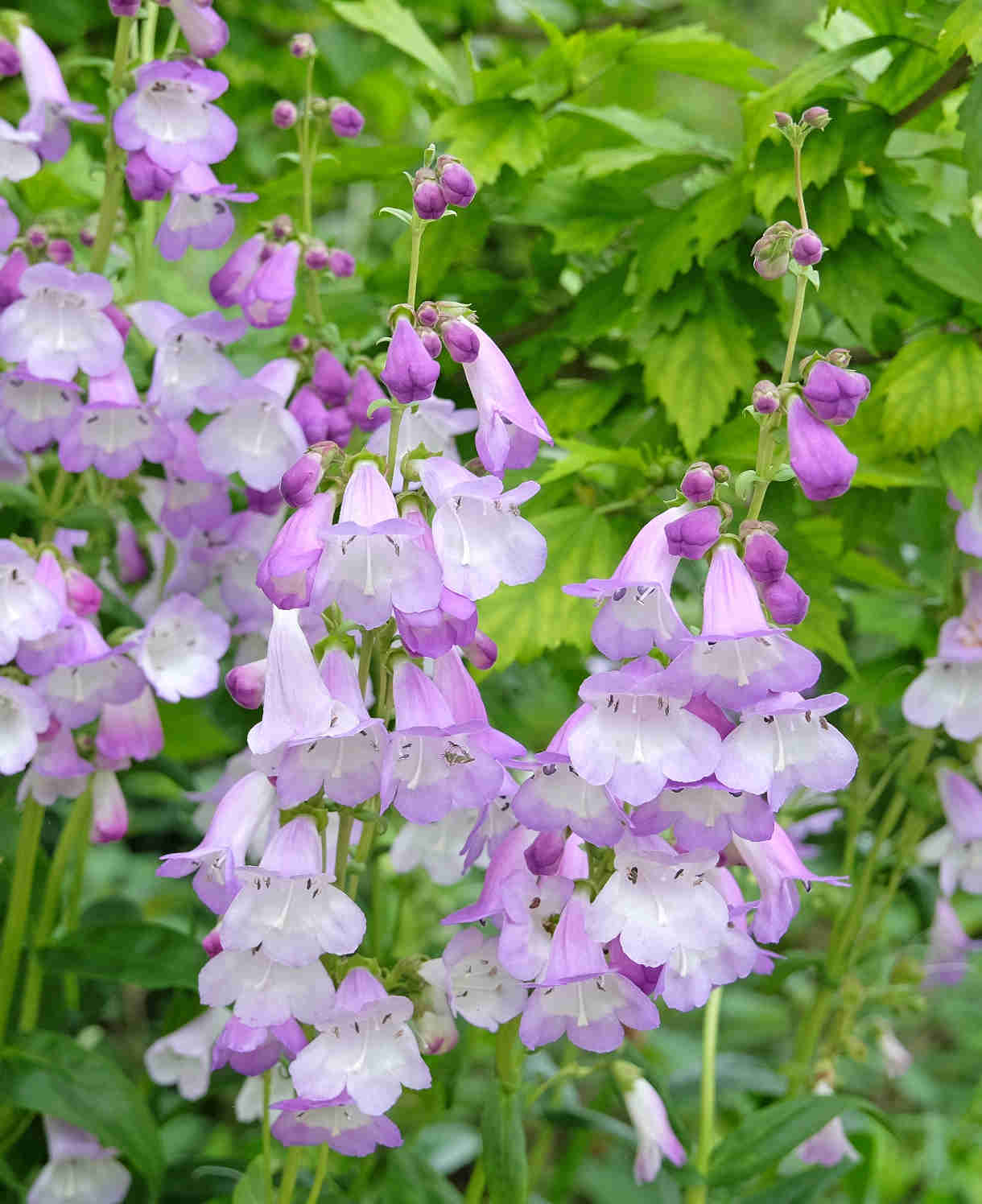 Hayloft Penstemon Purples Collection - 6 Plants In 9cm Pots
