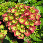 Hydrangea Macrophylla 'rebellion Pistachio Love' 12cm Pot | Set-of-1 | Green