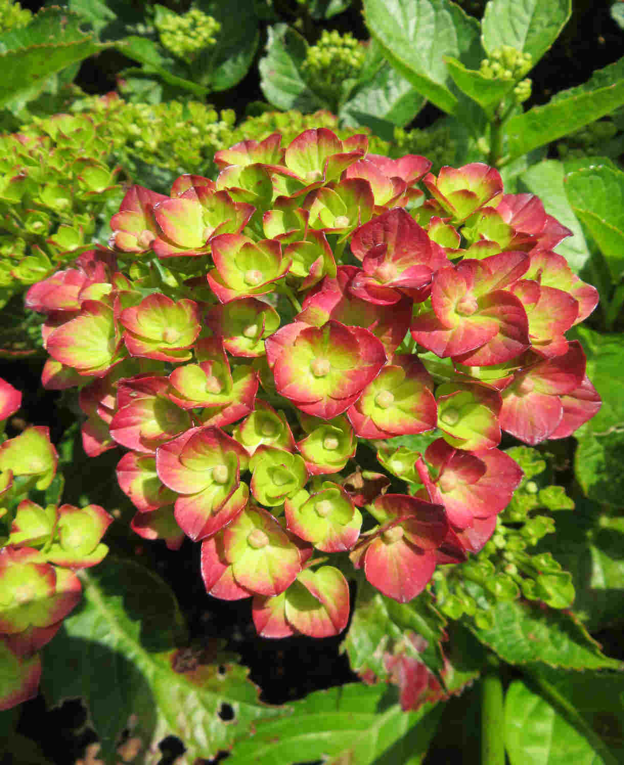 Hydrangea Macrophylla 'rebellion Pistachio Love' 12cm Pot | Set-of-1 | Green
