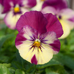 Pansy 'cool Wave Raspberry Swirl' | 6 x Garden Ready Plugs