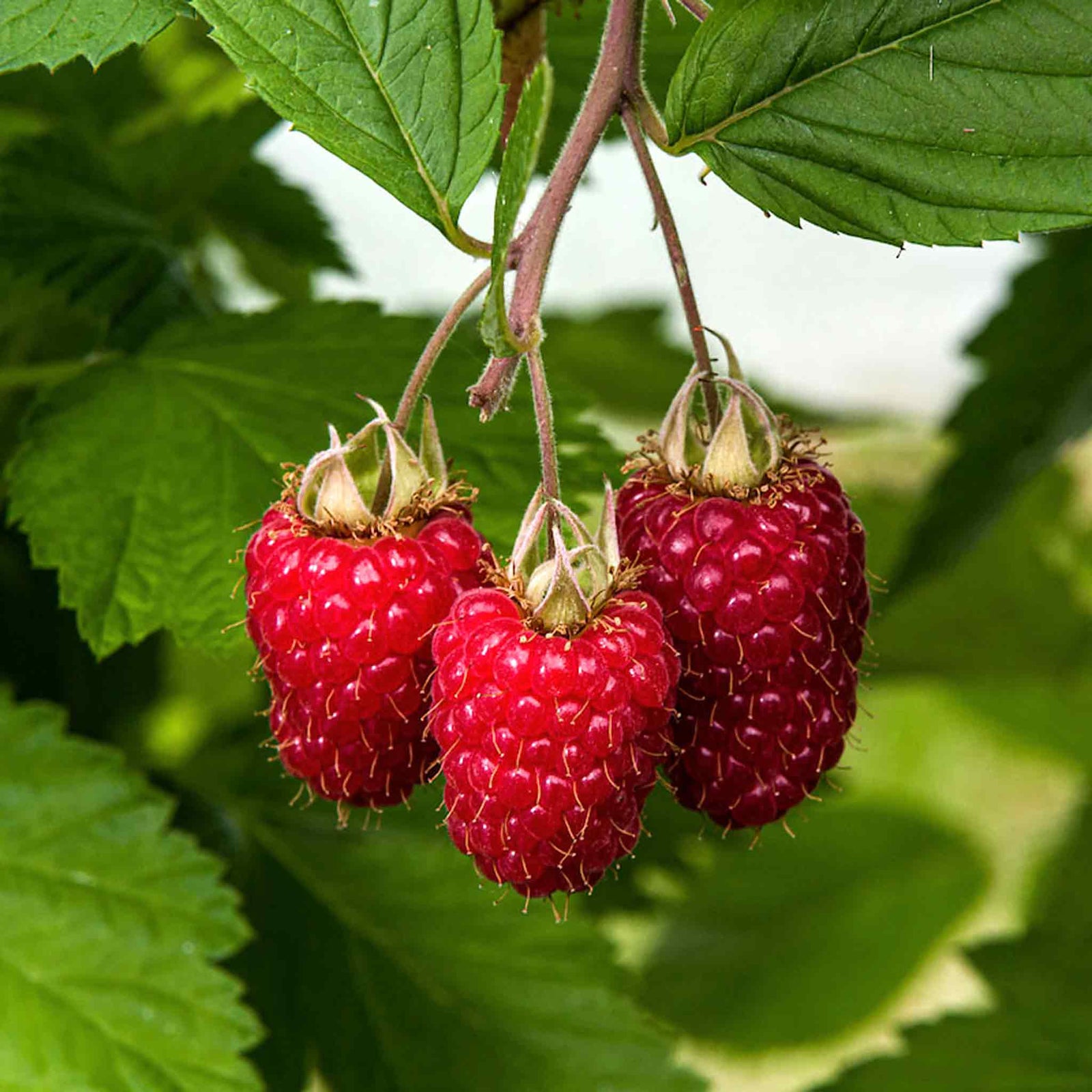 Raspberry 'glen Carron' - Large Spine-free Berries | 5 x Bare Root | Red