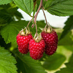Raspberry 'glen Carron' - Large Spine-free Berries | 3 x Bare Root | Red