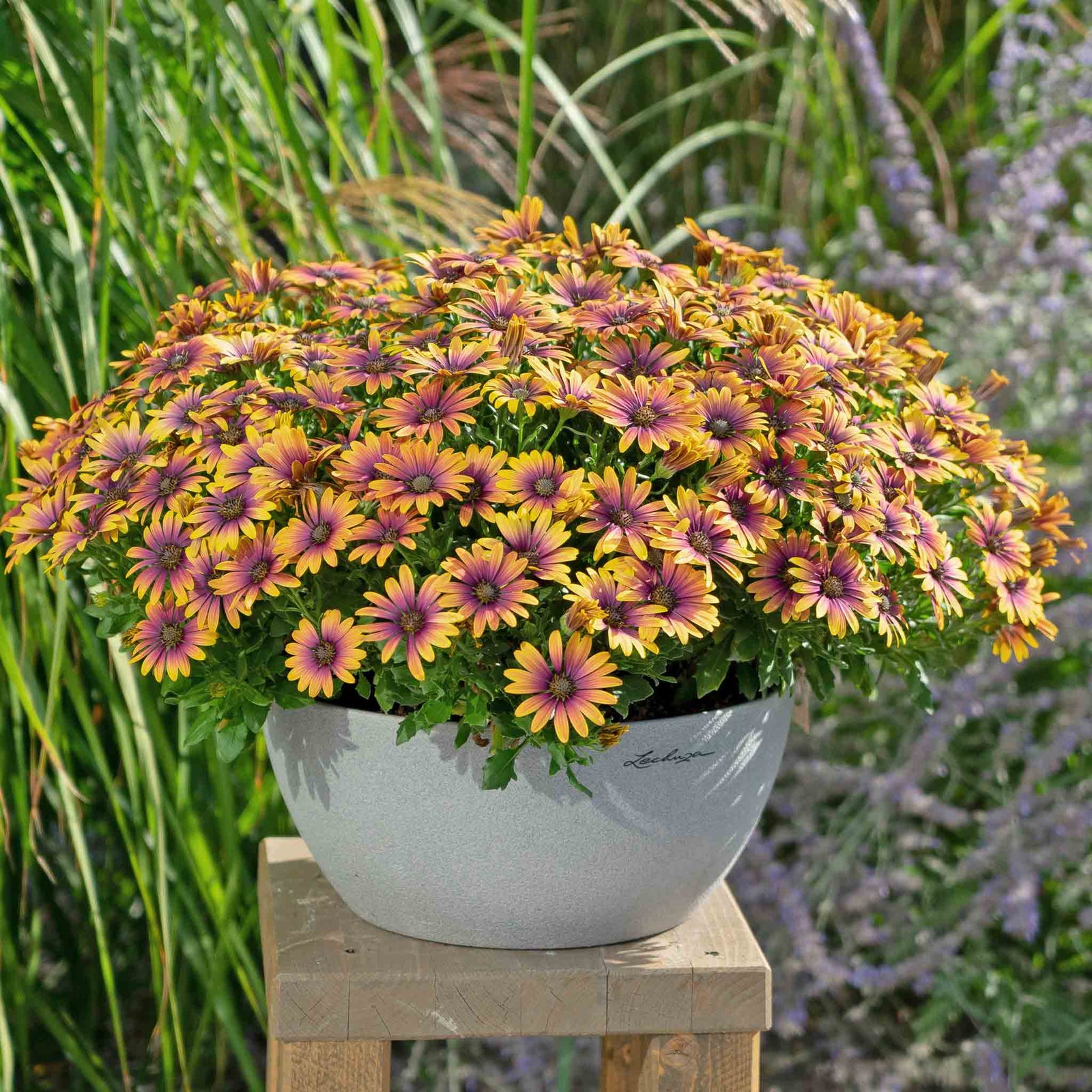 Osteospermum 'flower Power Purple Sun' Compact Multicoloured African Daisy Plug Plants | 12 x Plug Plants | Multi