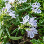 Rosemary 'prostratus' | 1L | Blue