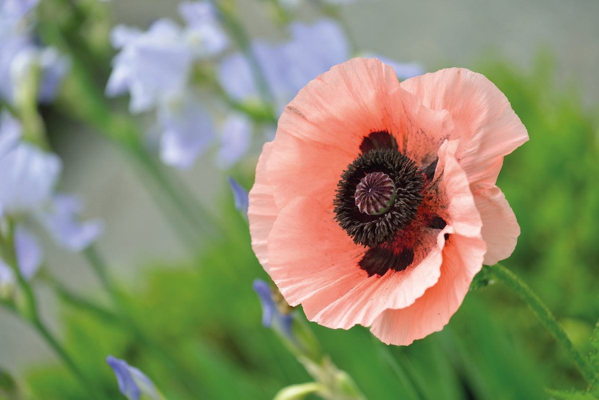 Poppy Oriental Collection Bare Roots | Set of 4