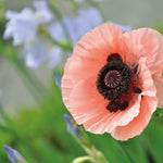 Poppy Oriental Collection Bare Roots | Set of 8