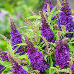 Buddleja 'candy Little Purple' (dwarf Butterfly Bush) | 1 x 3L | Purple
