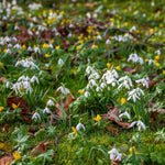 Galanthus 'flore Pleno' Double Snowdrop In The Green | 25 x Bulbs | Multi