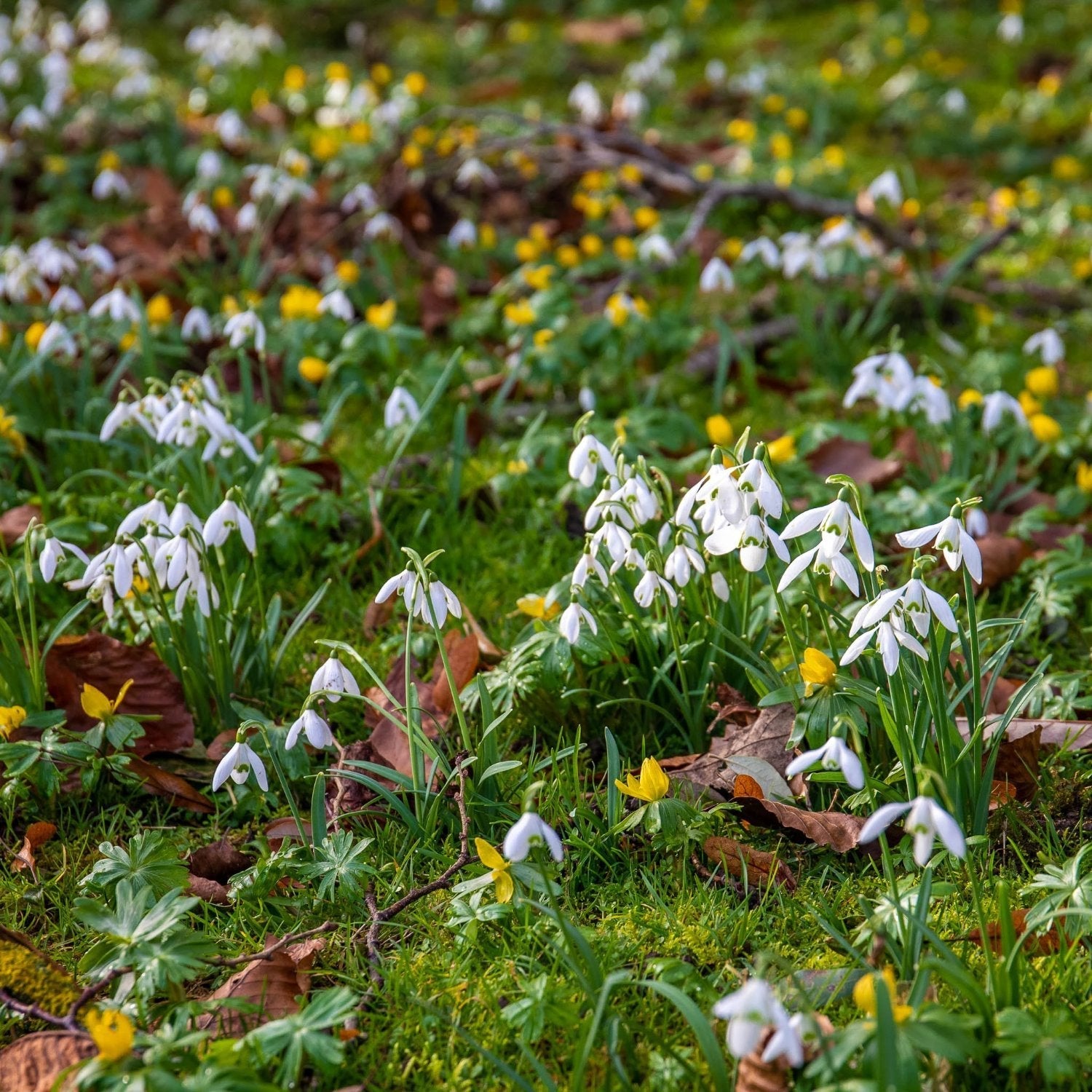 Galanthus 'flore Pleno' Double Snowdrop In The Green | 25 x Bulbs | Multi