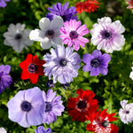 Anemone Bulb Coronaria De Caen Mix, 10 Corms | 10 x Bulbs | Multi