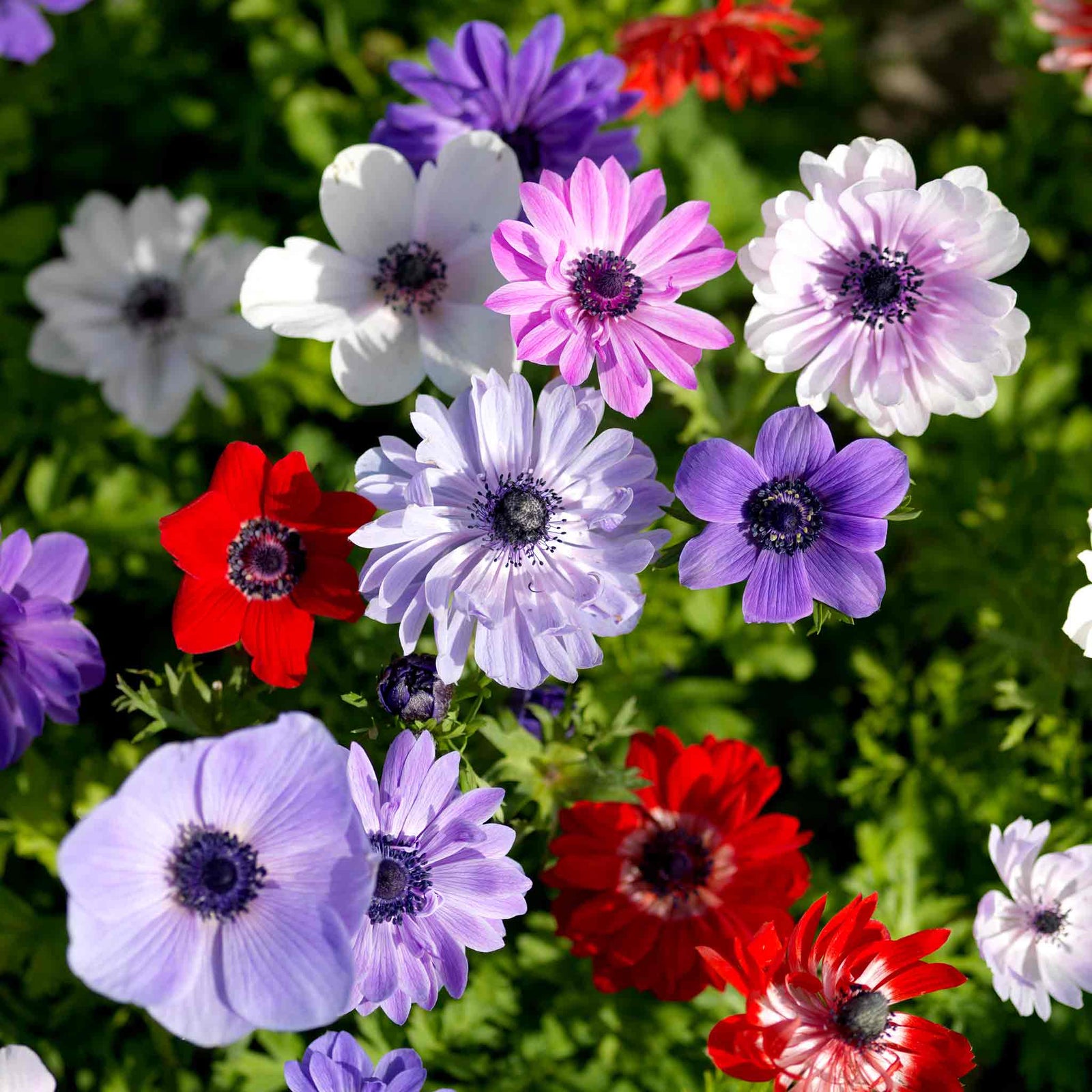 Anemone Bulb Coronaria De Caen Mix, 10 Corms | 10 x Bulbs | Multi