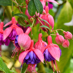 Hayloft Fuchsia Ballerina Collection - Set Of 5 Young Plants