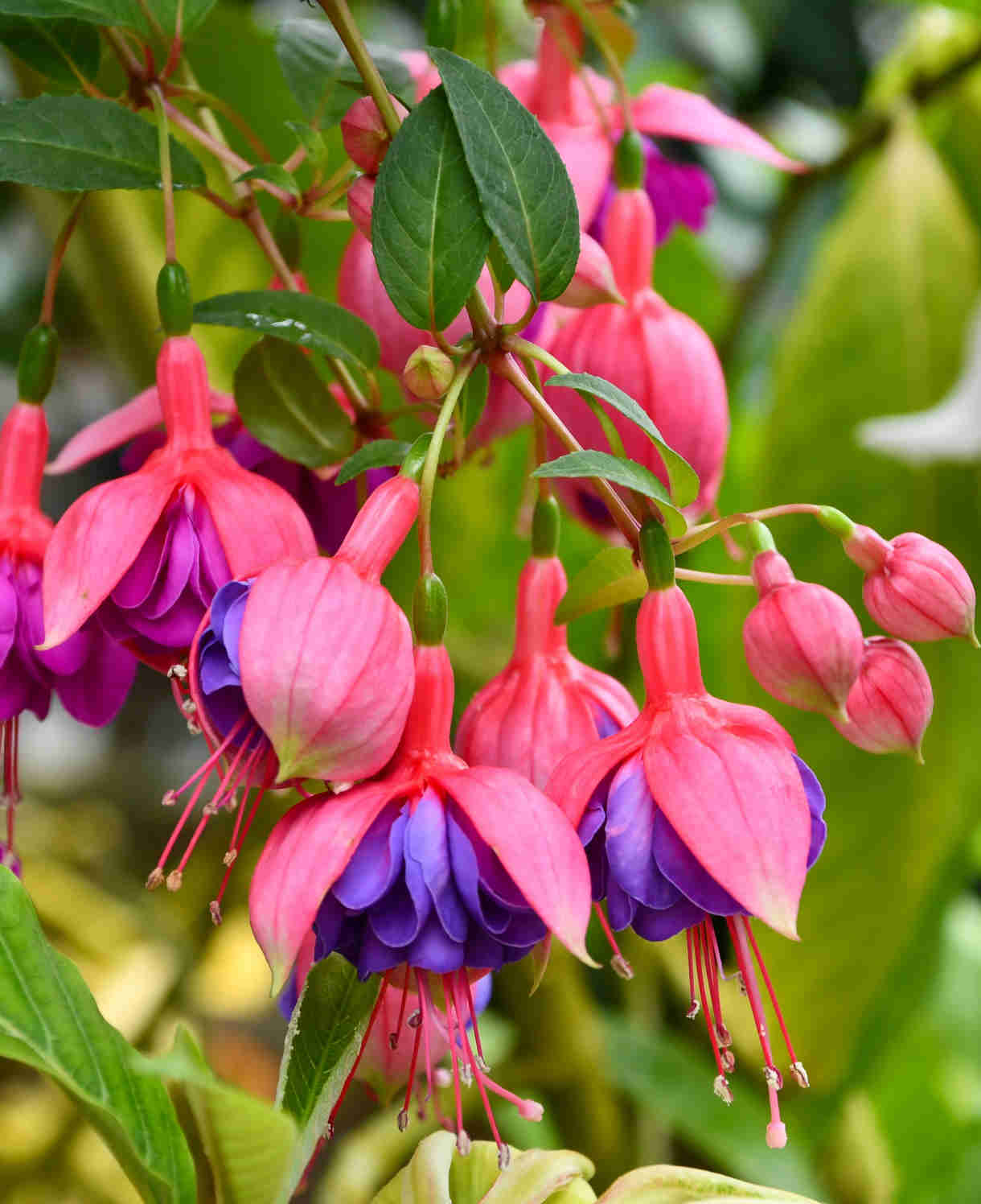 Hayloft Fuchsia Ballerina Collection - Set Of 5 Young Plants