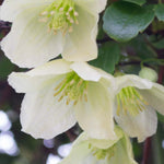 Hayloft Clematis Jingle Bells - 1 X 7cm Pot