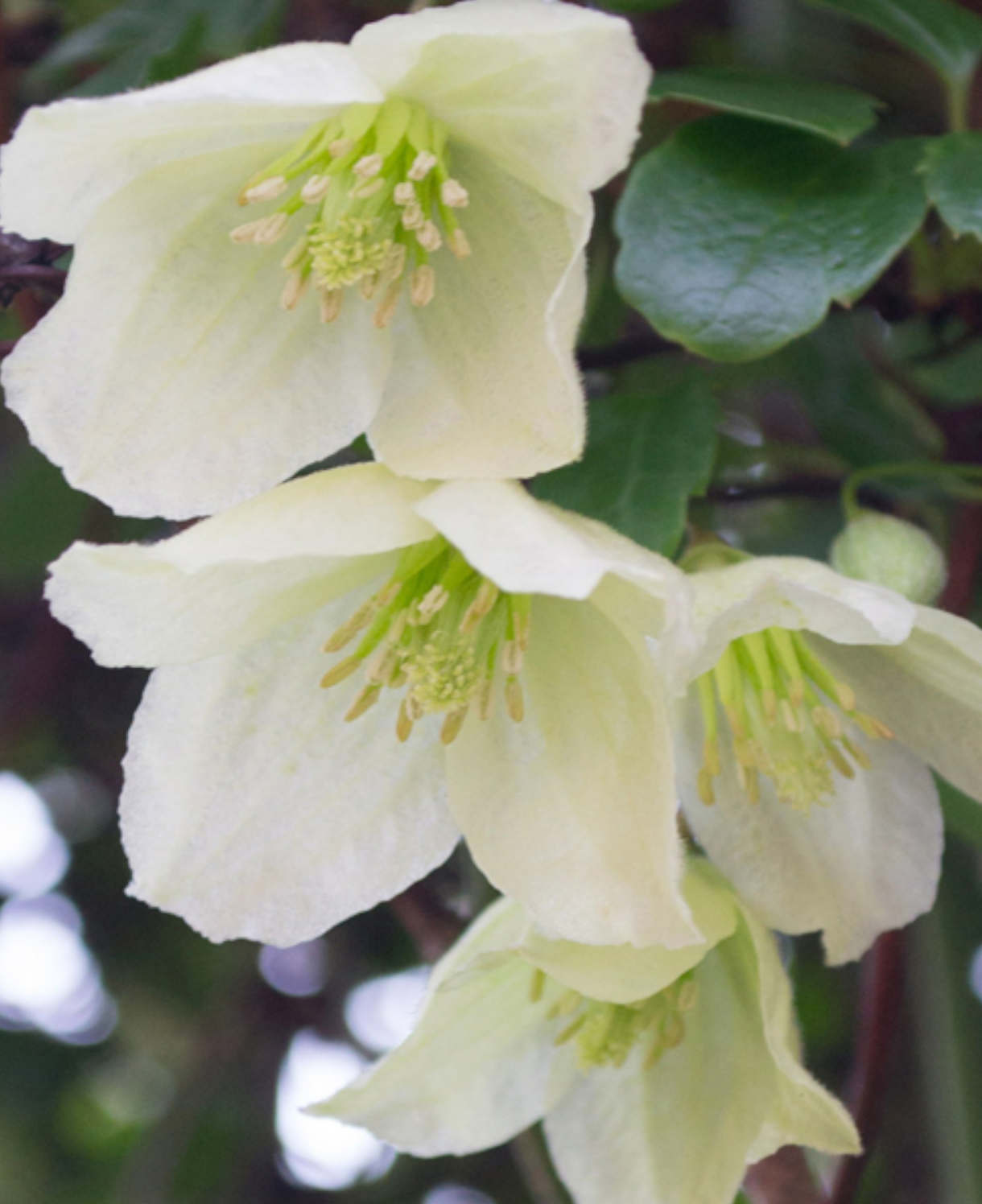 Hayloft Clematis Jingle Bells - 1 X 7cm Pot
