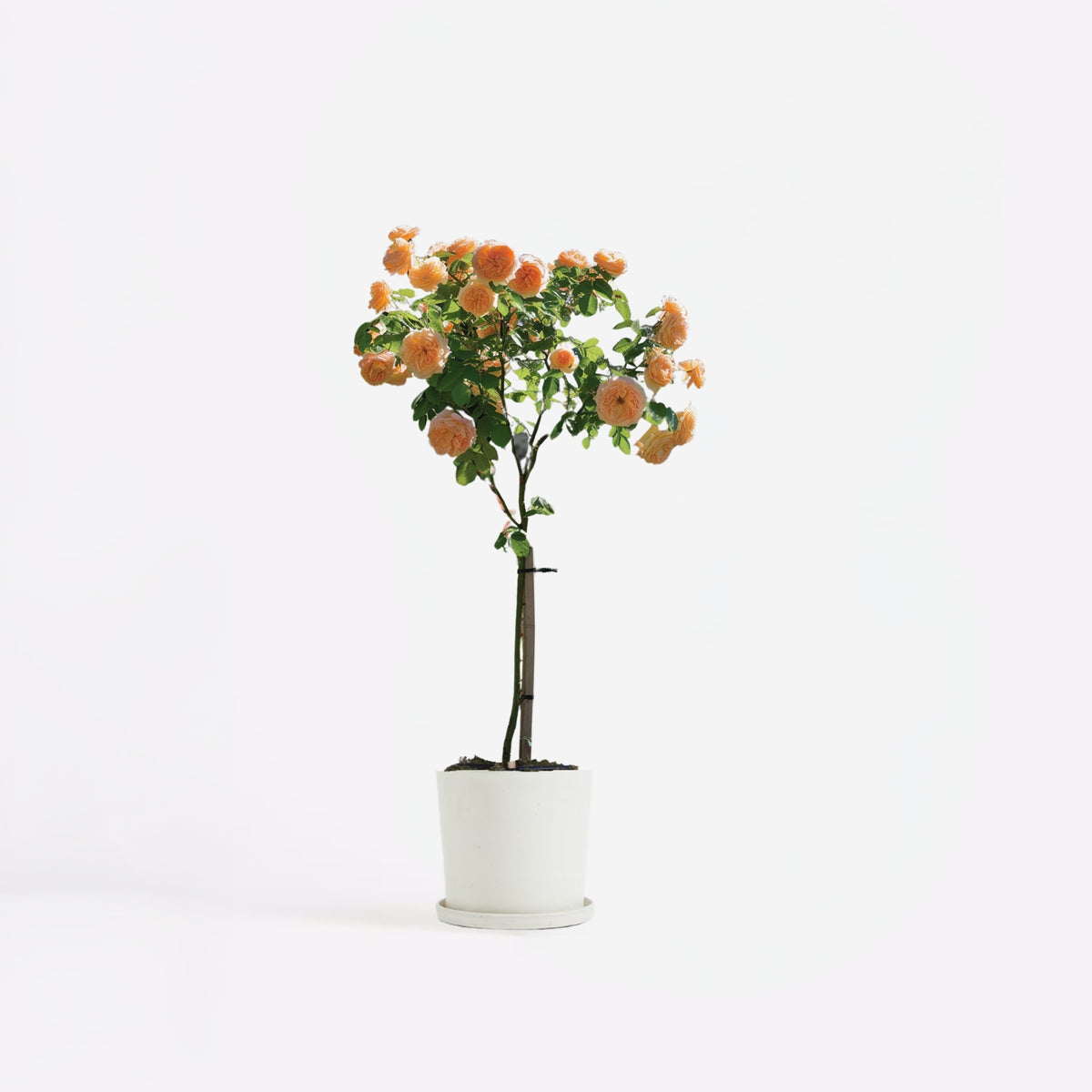 Palace Rose - Height 80-100cm - ⌀19cm | Set of 1 | Orange