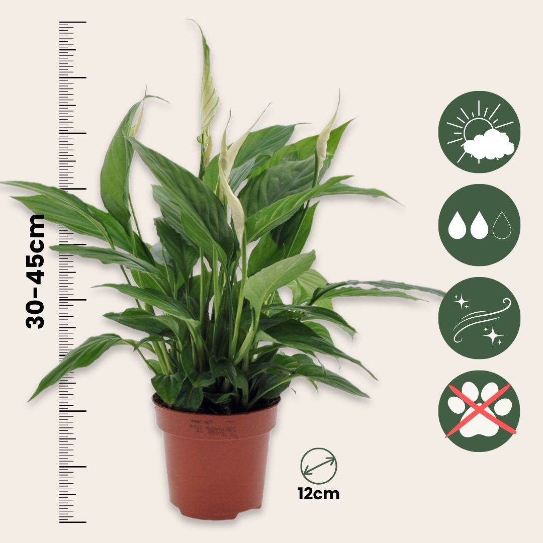 Peace Lilly - 4 Pcs. - Spathiphyllum 'torelli' - Height 30-45cm - ⌀12cm | Set of 4 | White