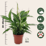 Peace Lilly - 3 Pcs. - Spathiphyllum 'torelli' - Height 30-45cm - ⌀12cm | Set of 3 | White