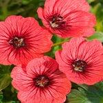 Geranium Cinereum ‘jolly Jewel’  Collection - 9cm Pots | 3 x 9cm | Multi
