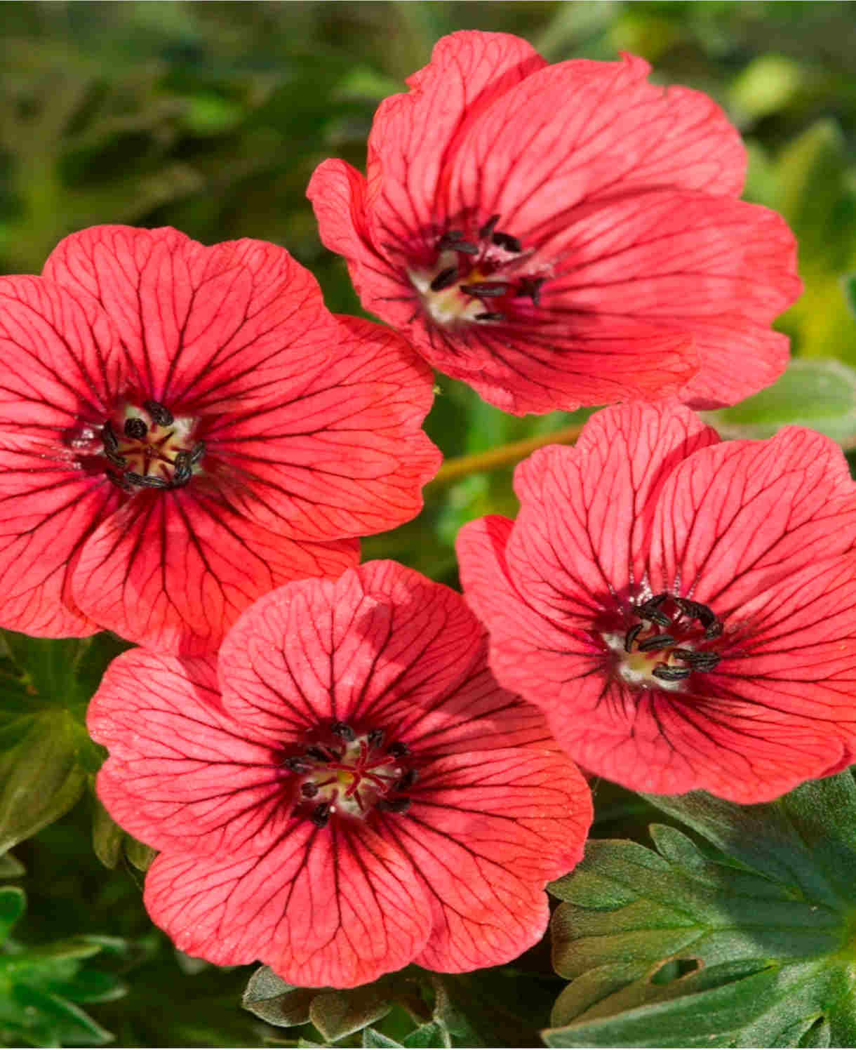Geranium Cinereum ‘jolly Jewel’  Collection - 9cm Pots | 3 x 9cm | Multi