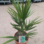 Chamaerops Humilis Hardy Evergreen Fan Palm | 1 x 3L
