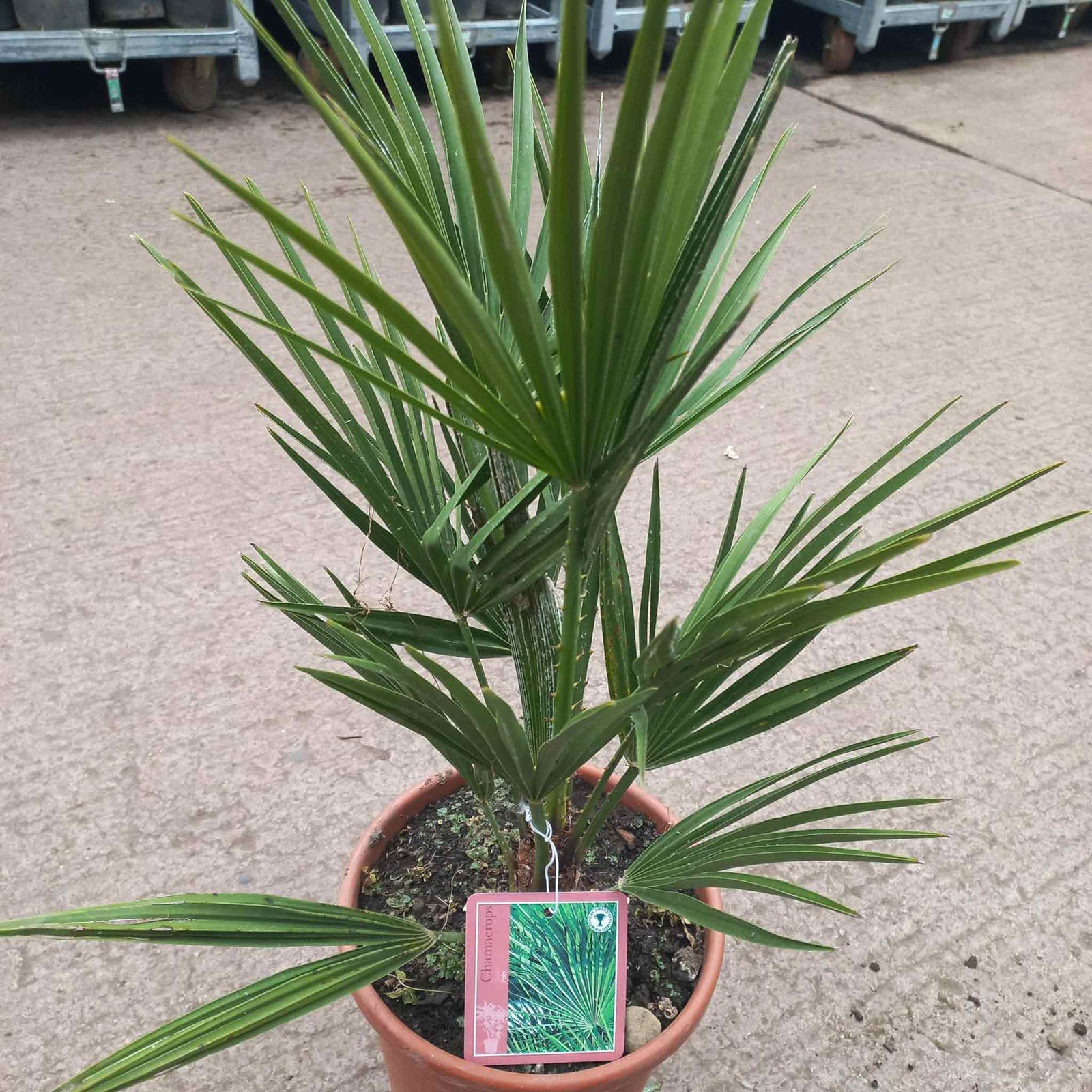 Chamaerops Humilis Hardy Evergreen Fan Palm | 1 x 3L