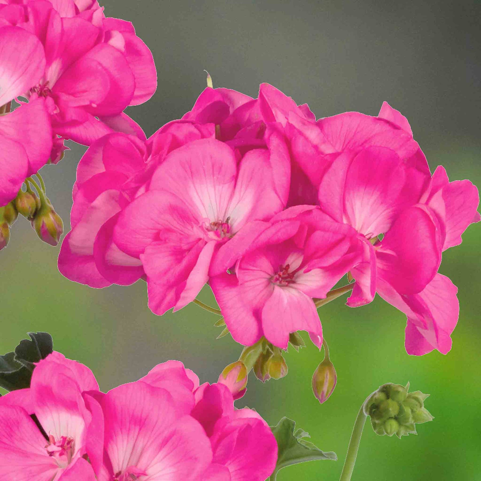 Geranium 'galaxy Rose' - Pink Zonal Plug Plants | 12 x Plug Plants | Pink