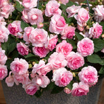 Busy Lizzie 'glimmer Double Pink' Plant 30-40 Cm | 6 x Plug Plants | Pink