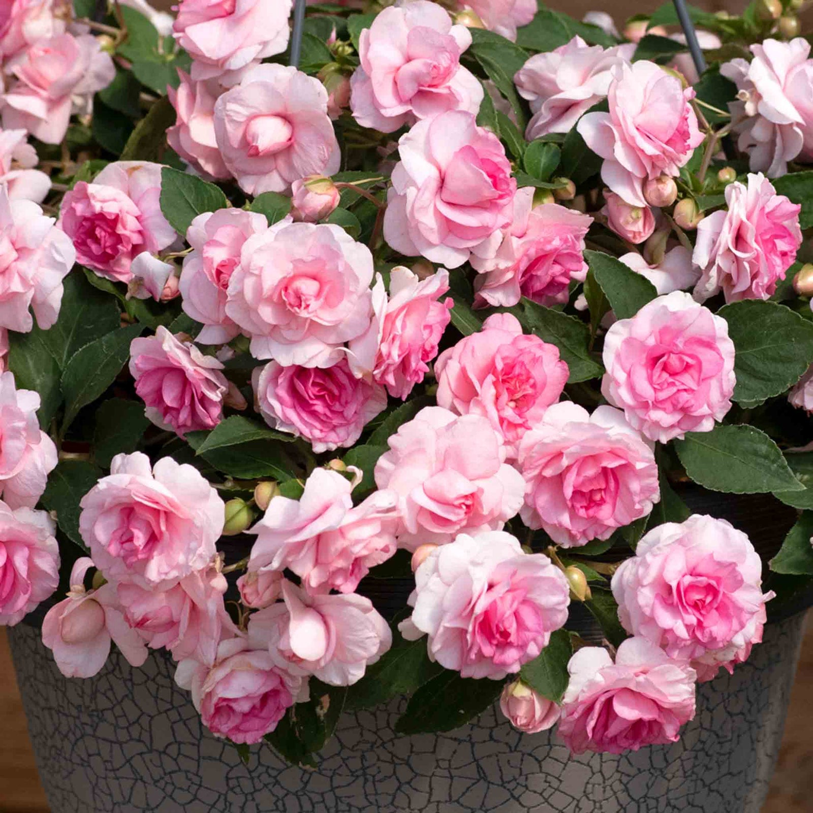 Busy Lizzie 'glimmer Double Pink' Plant 30-40 Cm | 6 x Plug Plants | Pink