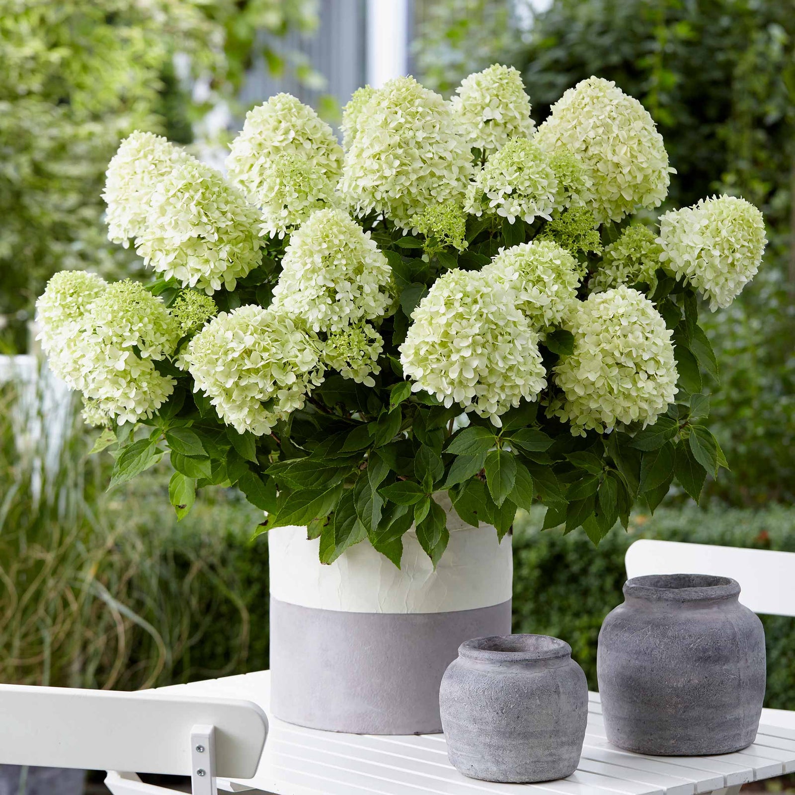 Hydrangea Paniculata 'little Spooky', Dwarf 50 Cm Shrub For Shade | 1 x 9cm | Green