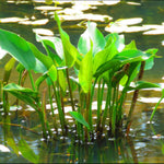 Baldellia Ranunculoides - Lesser Water Plantain In A 9cm Pot